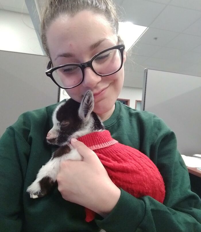 My Coworker Brought Her Baby Goat To Work. She Fell Asleep In My Arms