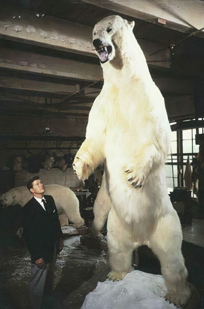 World Record Polar Bear Taken In 1961