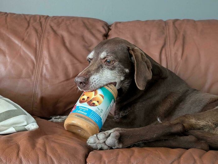 I Let My Dog Finish The Peanut Butter Container For The First Time. She's Overwhelmed By The Opportunity