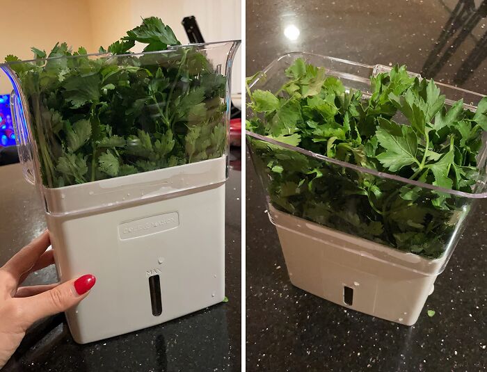 No More Wilted Herbs! This Fresh Herb Keeper Is A Plant Spa For Your Kitchen