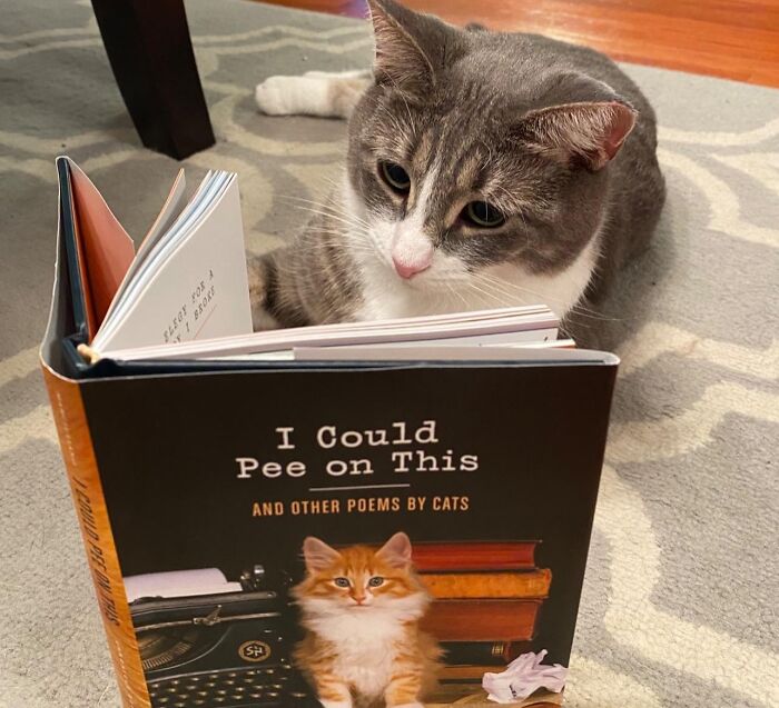 Move Over, Rumi. There's A New Poet In Town, And They're A Little Furrier. Discover The Literary Genius Of " I Could Pee On This: And Other Poems By Cats"