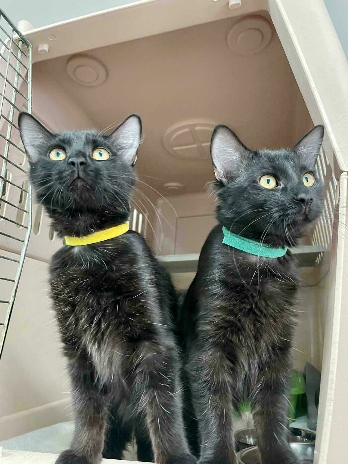Today Was A Great Day At Our Shelter. Batman And Robin Were Adopted Together!!!
