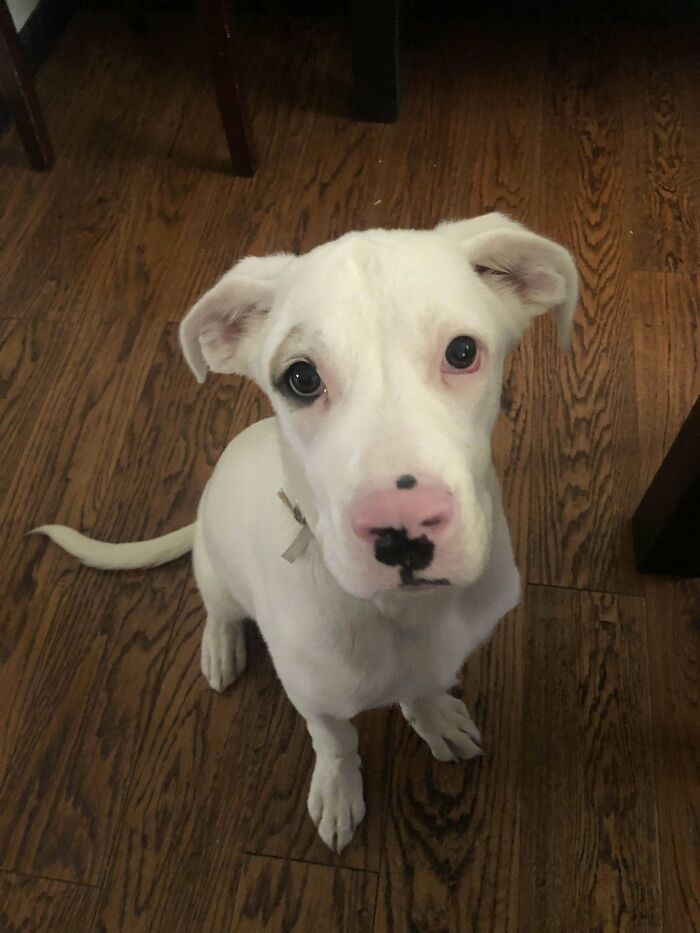 This Is My New Baby Casper. I Adopted Him This Past Weekend And He Is An Amazing Dog! Great Dane/Lab Mix