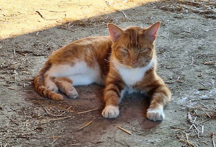 Our Adopted Tnr Cat Resting From Protecting The Farm