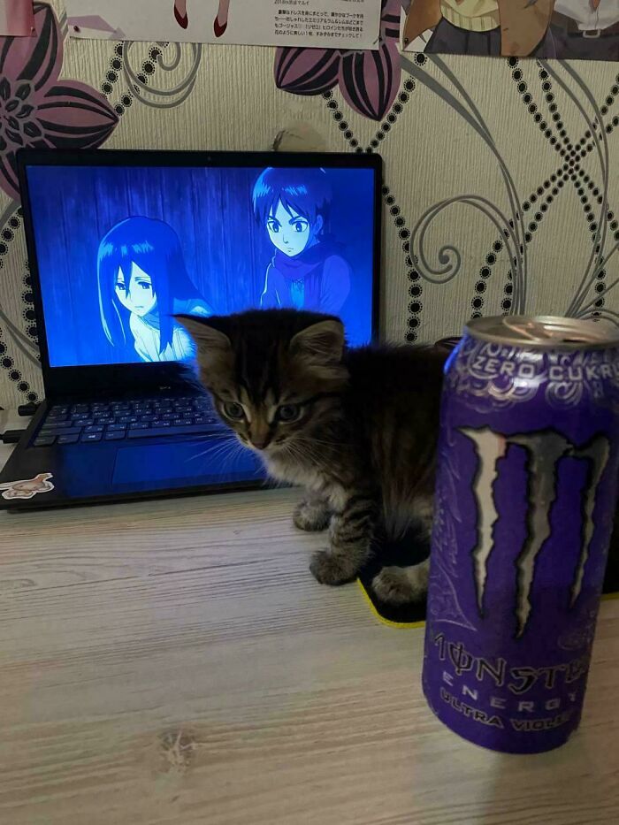 I Recently Adopted A Cat, So Now We Watch Anime Together. That's So Cute :3