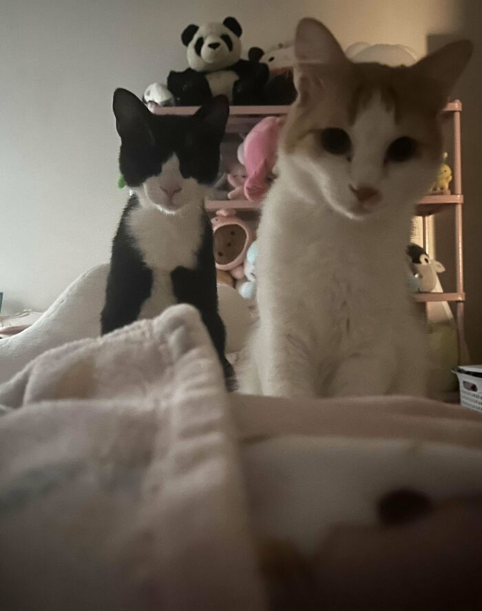 I Adopted 2 Cats Yesterday Because I Was Lonely, And Just Woke Up To This… This Is Amazing… I’m Not Alone Anymore