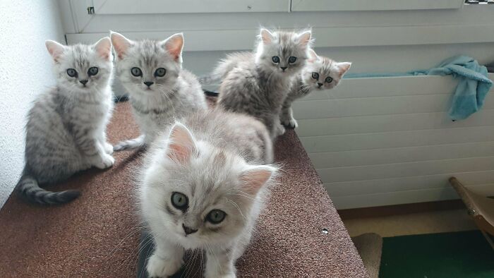 Colleague From Work Recently Had A Litter Of 5 Furballs. I'm Beyond Happy To Get 2 Of Them While The Other 3 Are Getting Adopted By My Brother