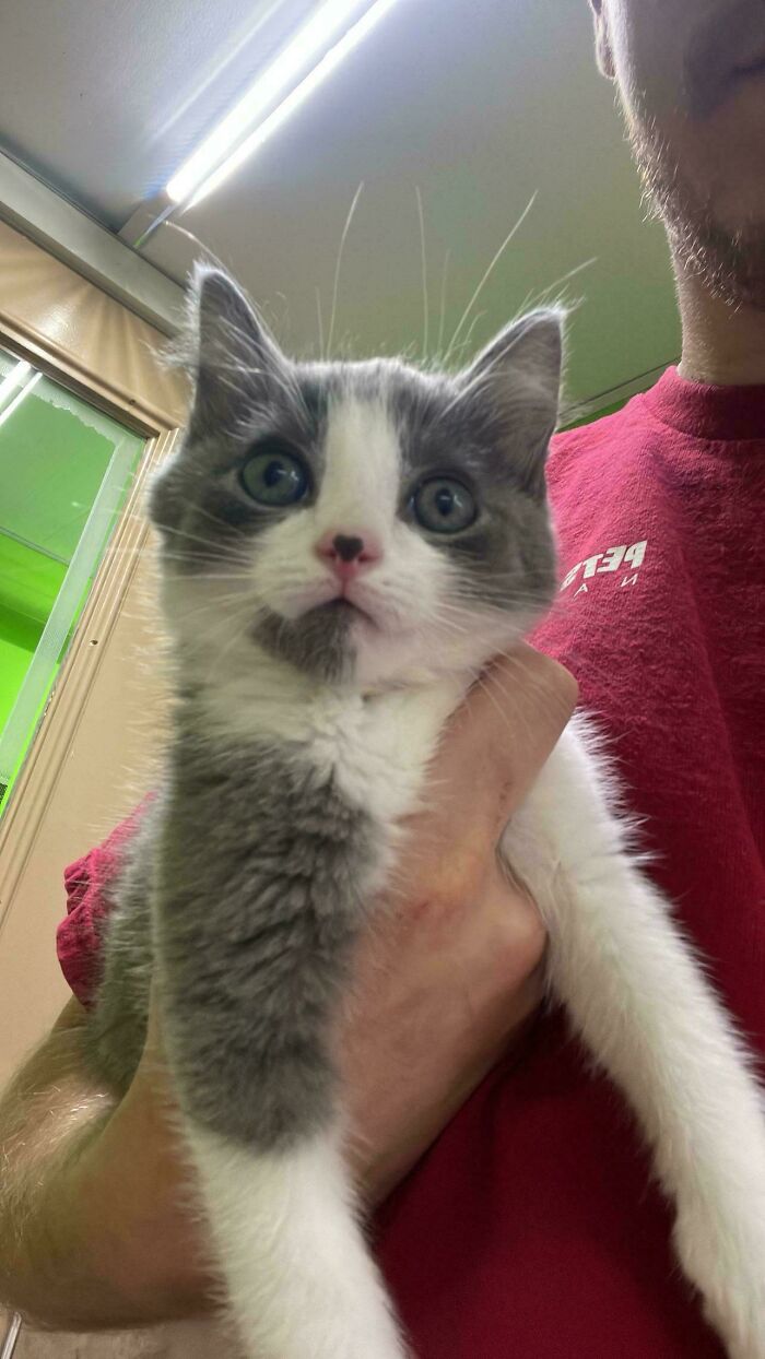 This Rescue Kitten That Was Recently Adopted From My Job Has A Heart On His Nose