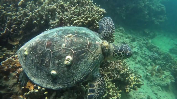 18YO Awarded $10K For Solving Why Local Hawaii Turtles Suffer From ...