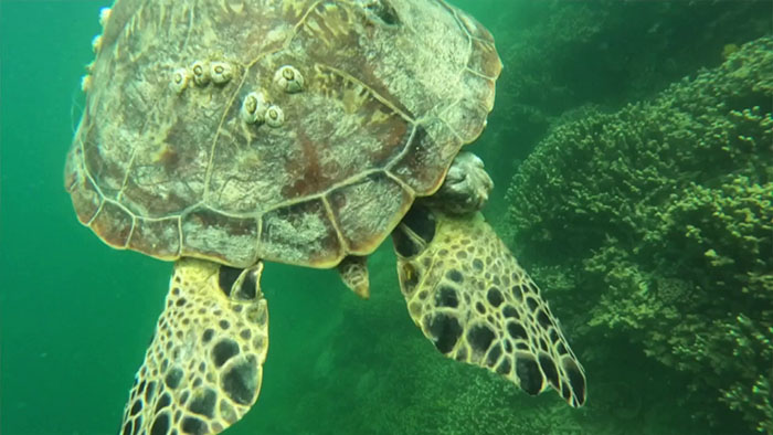 18YO Awarded $10K For Solving Why Local Hawaii Turtles Suffer From Cancer So Frequently