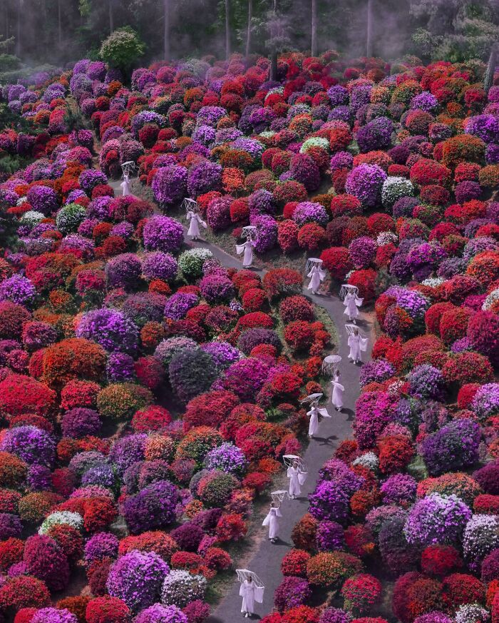 Rhododendrons In Japan, Rhododendron Festival, Shiofune Kannon-Ji