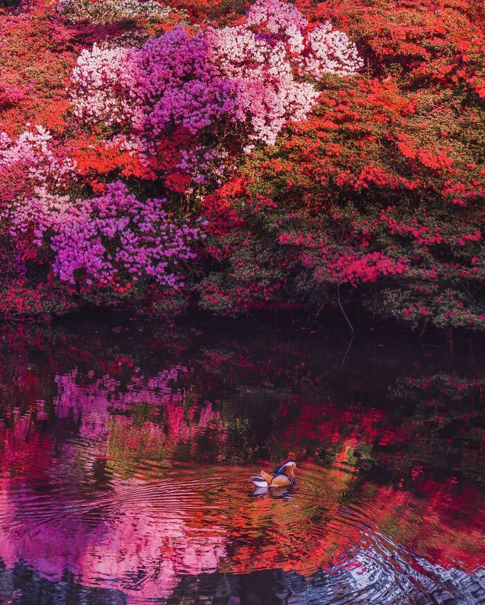 Isabella Plantation, London