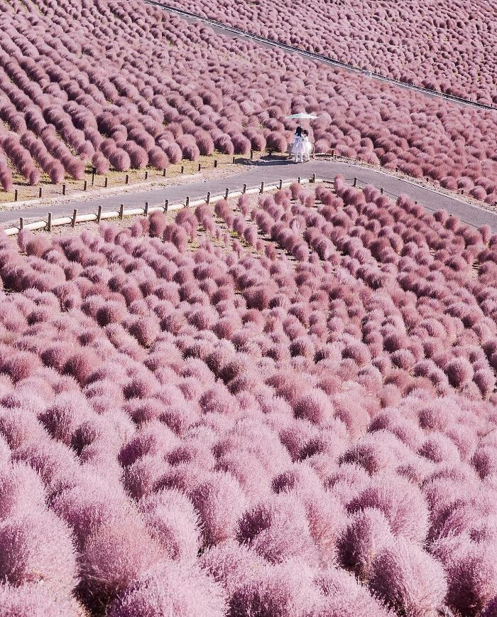 Hitachi Seside Park, Japan