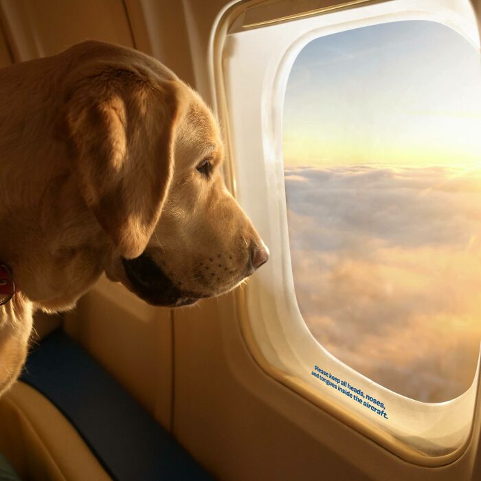 Bark Air, Where Dogs Rule The Skies In Luxury With A New Airline Designed For Them