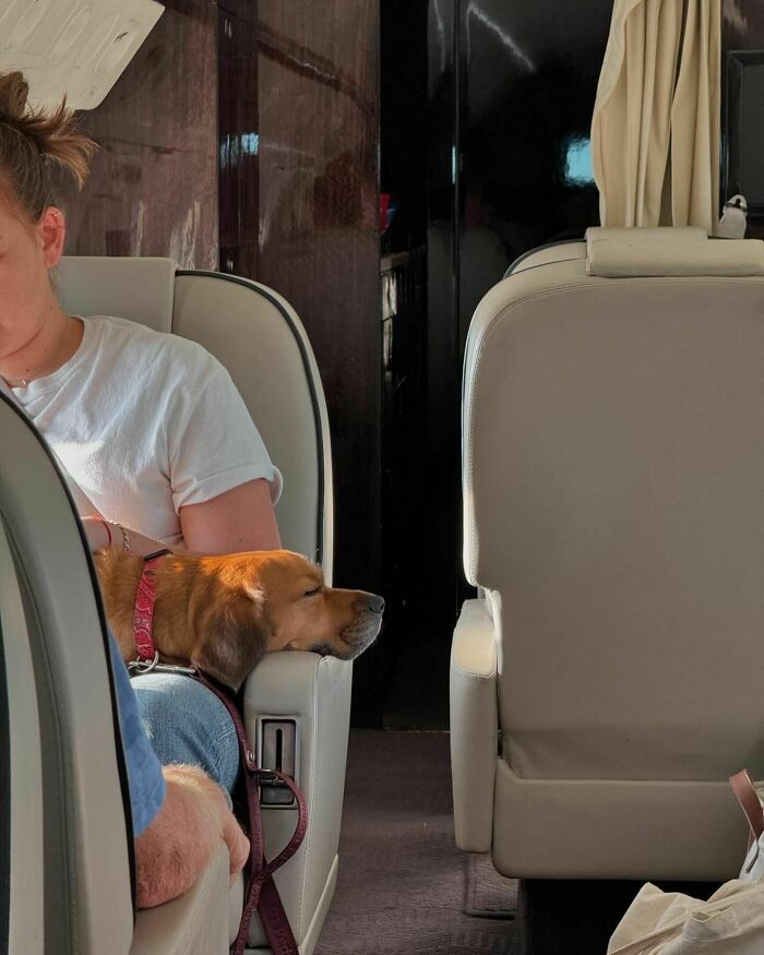 Bark Air, Where Dogs Rule The Skies In Luxury With A New Airline Designed For Them