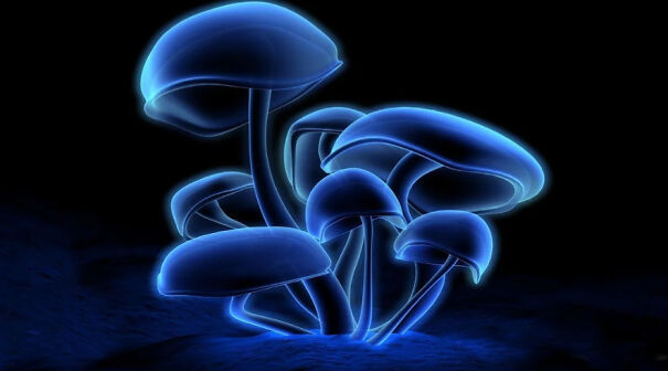 Blue-Neon-Mushrooms-66788d4f55627-png.jpg