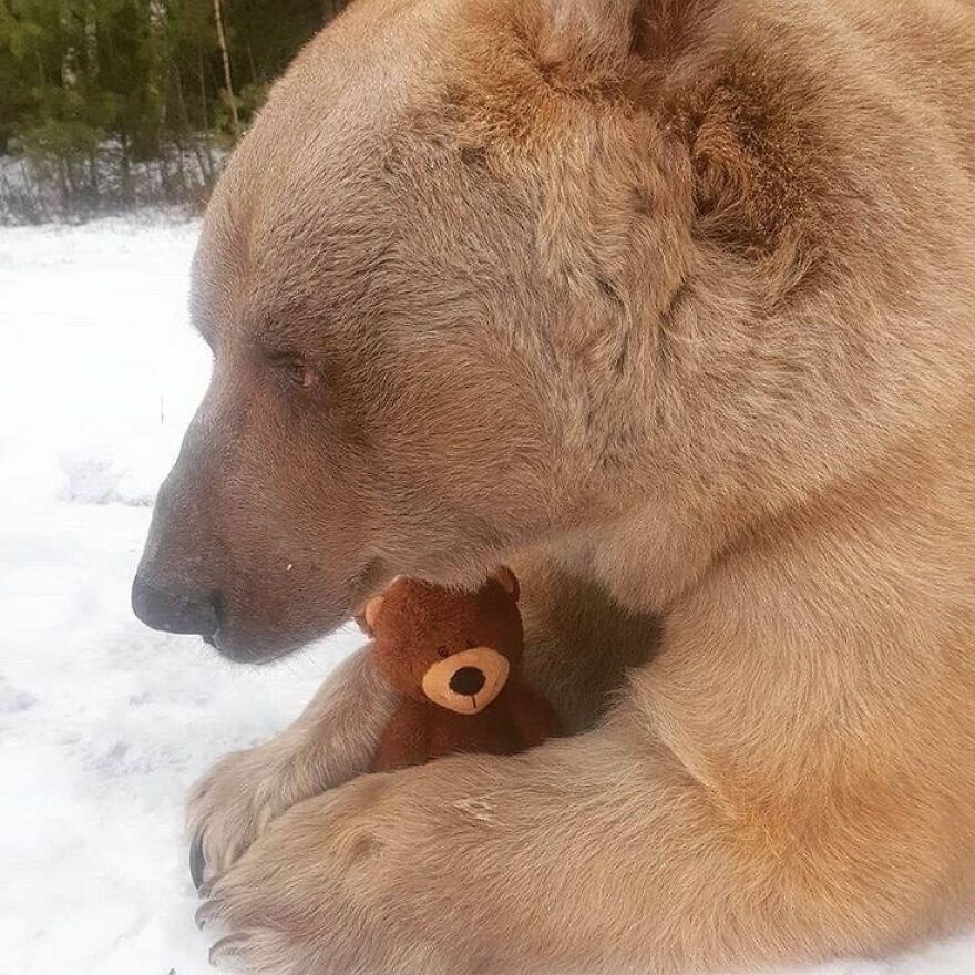 This Mama Bear Lost Her Cub And They Gave Her This Stuffed Teddy As A Replacement To Make Her Feel Better