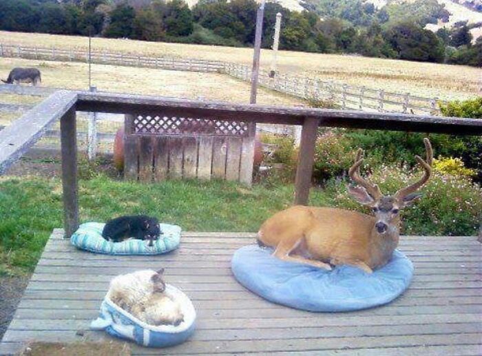 El dueño dijo que el ciervo viene todos los días, así que le pusieron una cama a él también