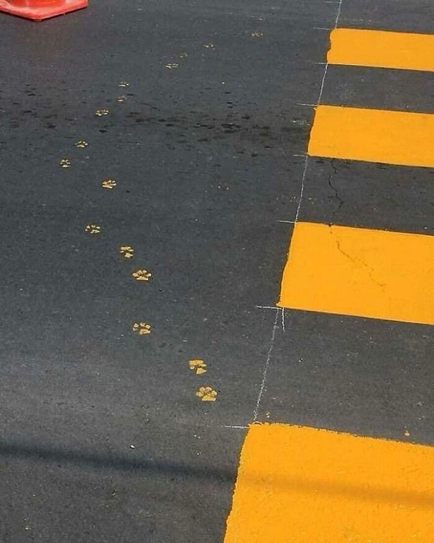 A Stray Cat Added Some Footprints To A Freshly Painted Pedestrian Crossing