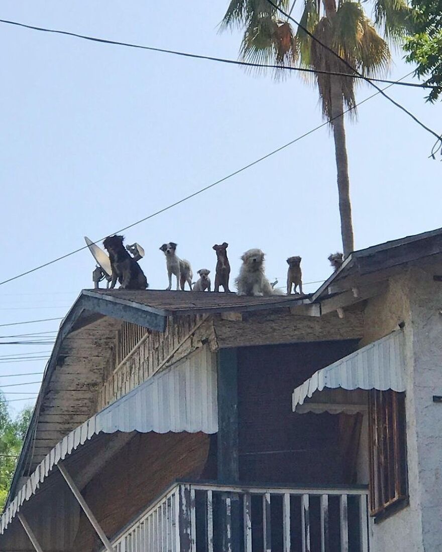 Dogs Overlooking The Neighborhood Of El Sereno, Los Angeles