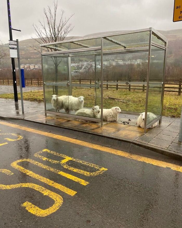 Ovejas protegiéndose de la lluvia en una parada de autobús en Irlanda