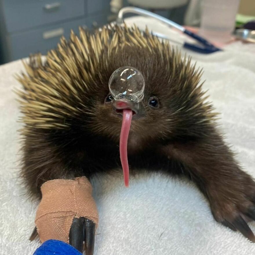 Echidnas Blow Snot Bubbles To Cool Down