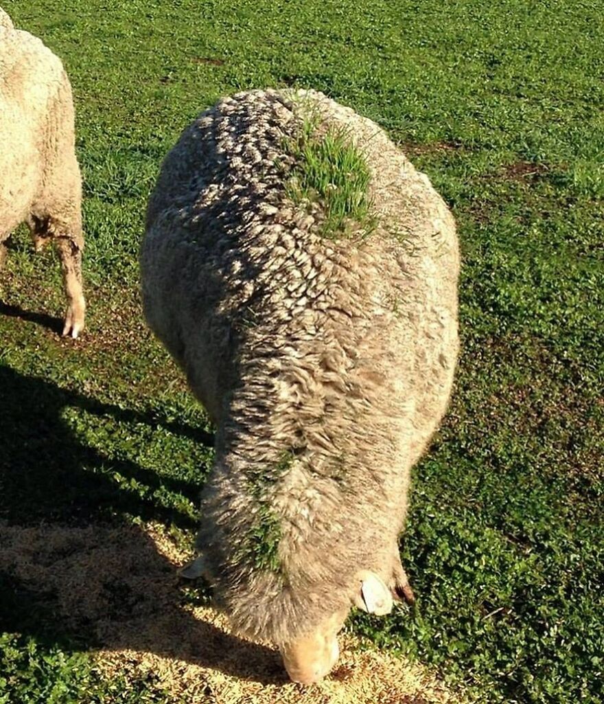 Grass Growing Out Of This Sheep From Walking Under A Gravity Fed Grain Feeder Right Before It Rained