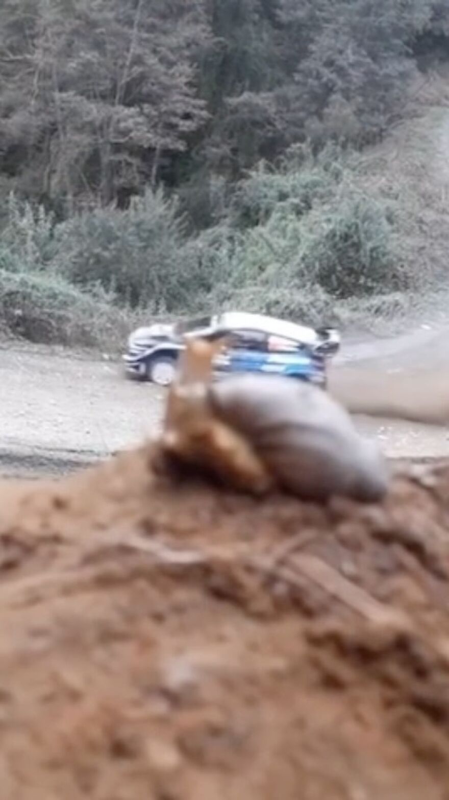 Snail Watching A Rally Car