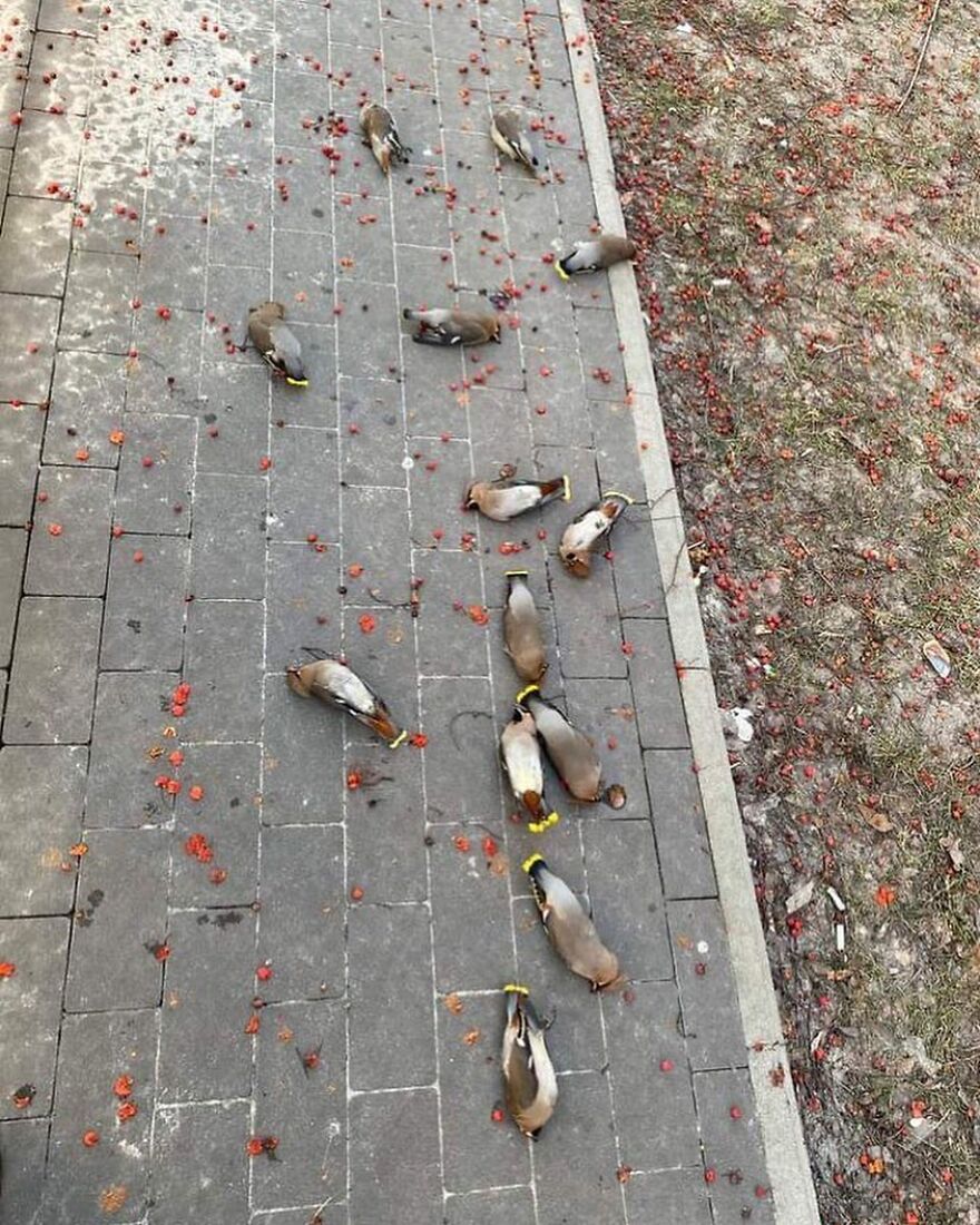 Drunk Waxwing Birds On A Sidewalk In Poland After Eating Fermented Rowan Berries