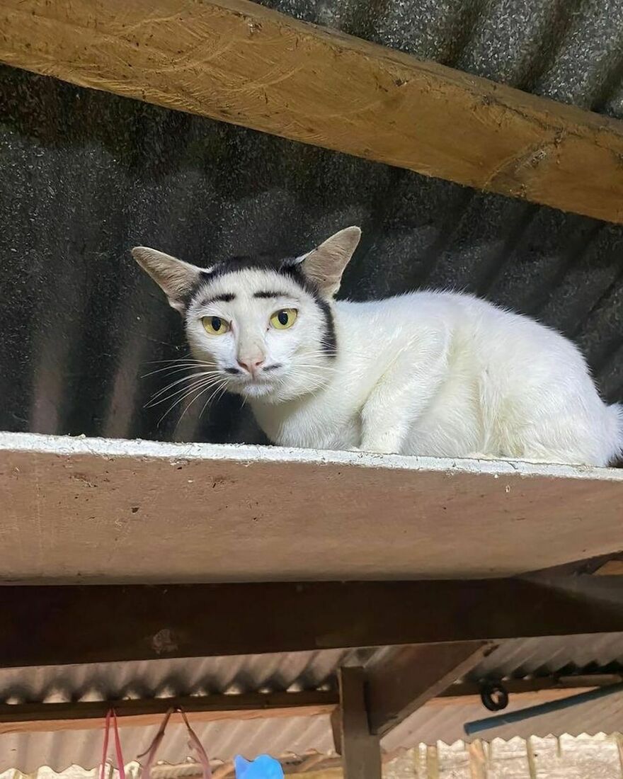 This Cat Was Born With A Unique Fur Marking