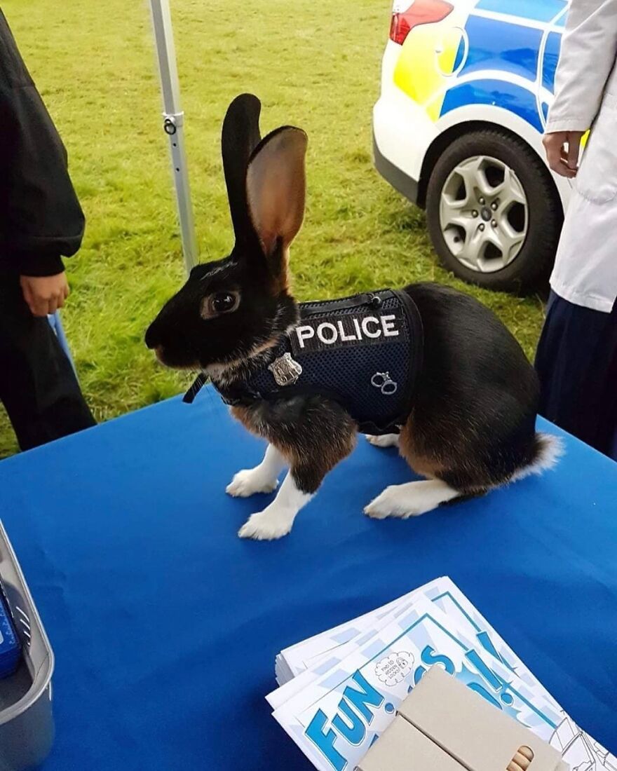 Sometimes Police Use Rabbits For Their Sense Of Smell To Find Locations Of Decomposition