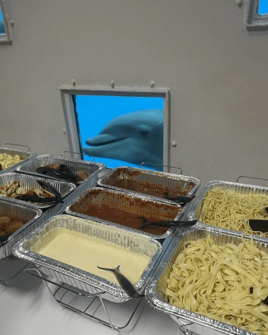 A Dolphin Staring At A Buffet In The Break Room Of An Aquarium