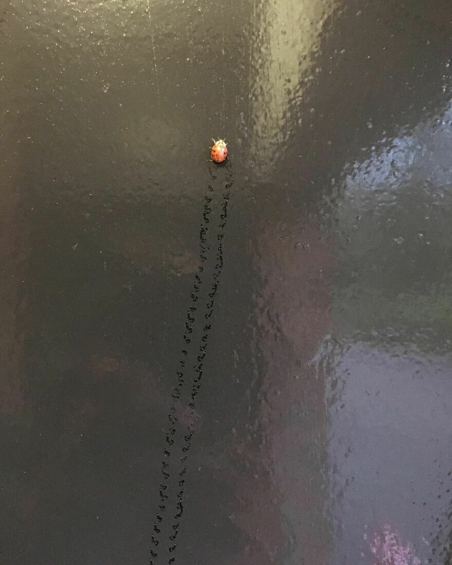 Footprints Left Behind By A Ladybug