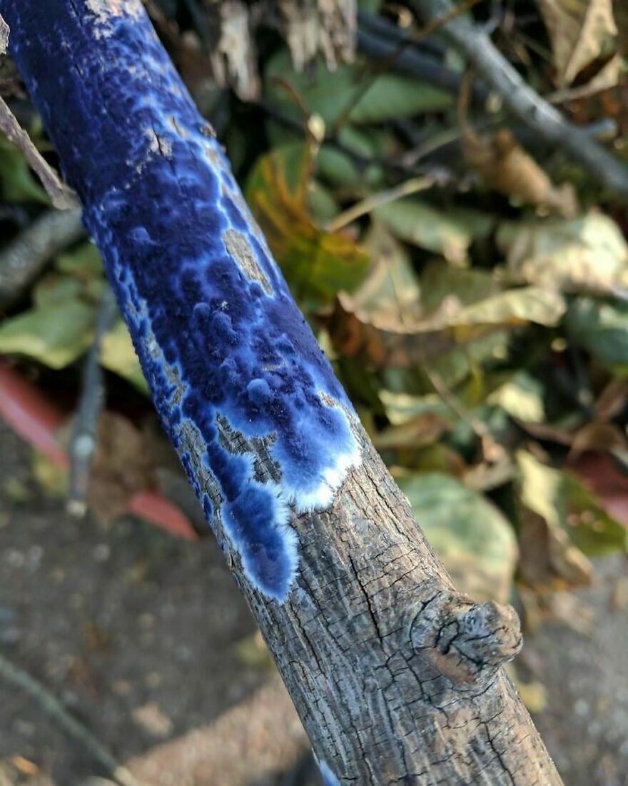 This Blue Fungus Is Commonly Known As The Cobalt Crust Fungus Or Velvet Blue Spread. This Species Can Be Used To Produce An Antibiotic Named Cortalcerone That Prevents An Abundance Of Infections