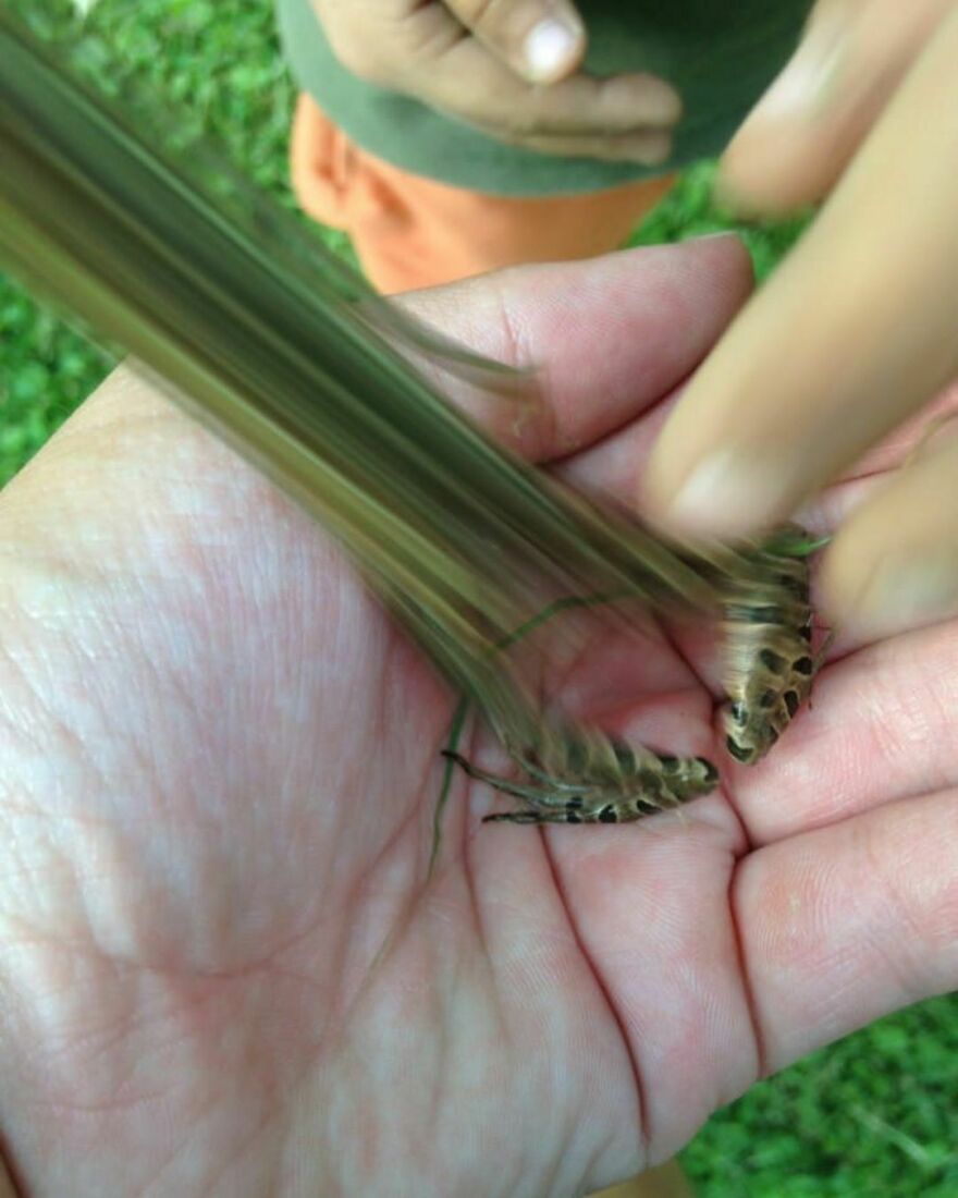 Someone Captured The Exact Moment This Frog Jumped Out Of Frame