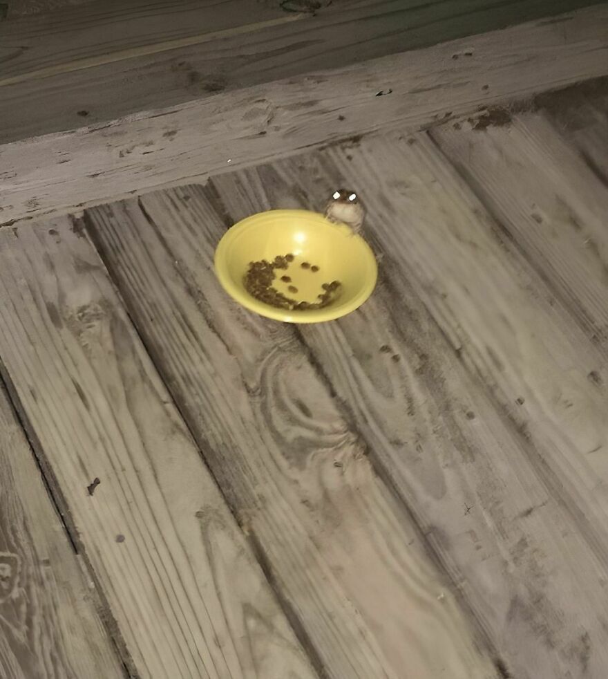 Every Day, A Frog Comes To This Person’s House And Eats Their Cat’s Food