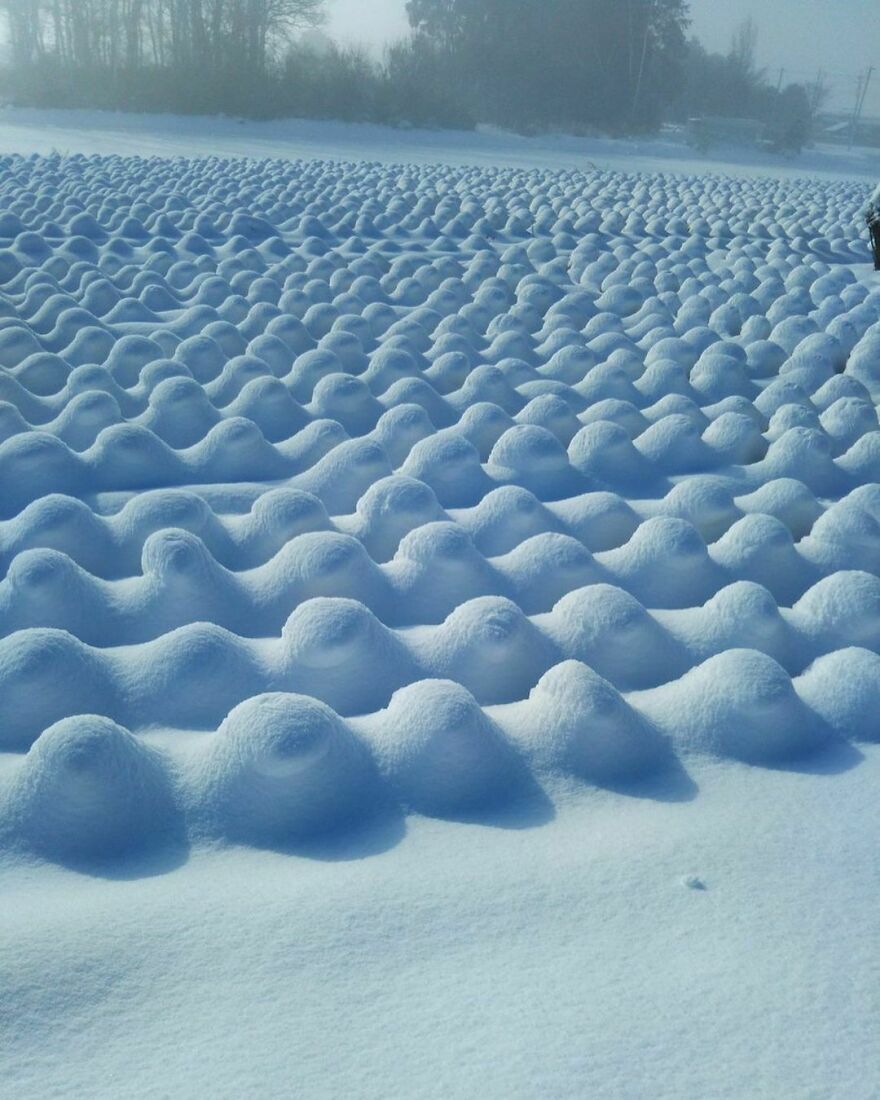 It Snowed On A Cabbage Field