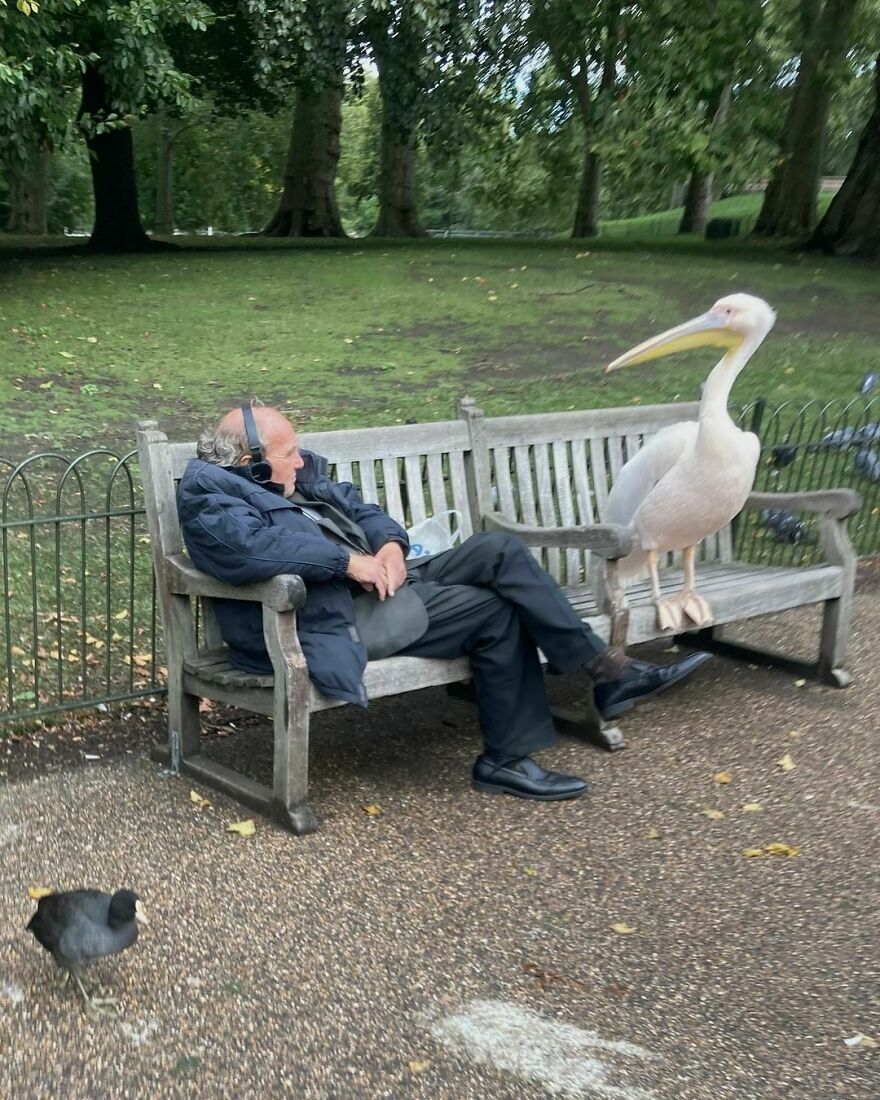 A Pelican Chillin With A Friend At St James’ Park In England