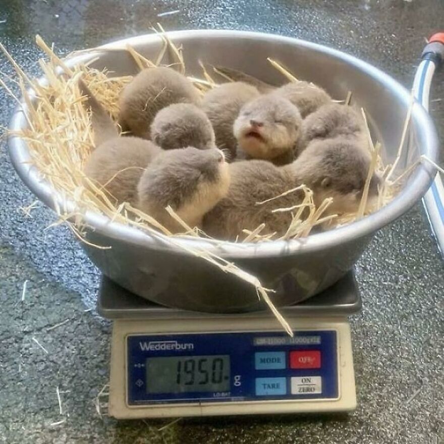 A Bowl Of Baby Otters Being Weighed