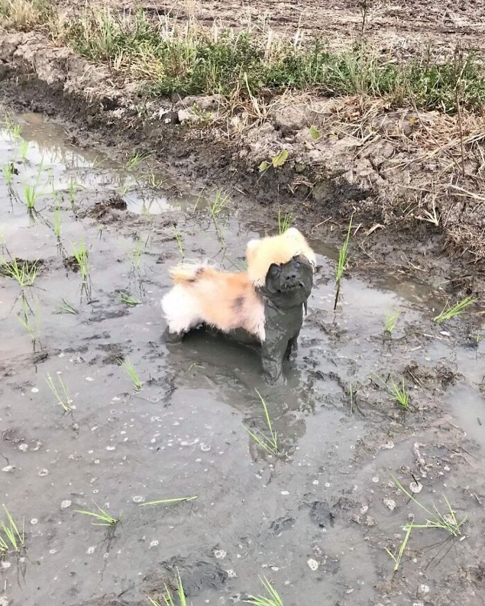 This Dog Got Half Covered In Mud