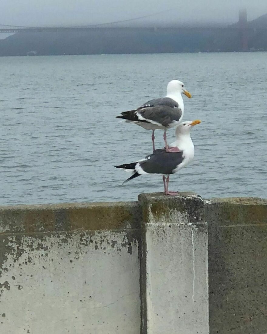 Seagulls Like To Stand On Top Of Each Other