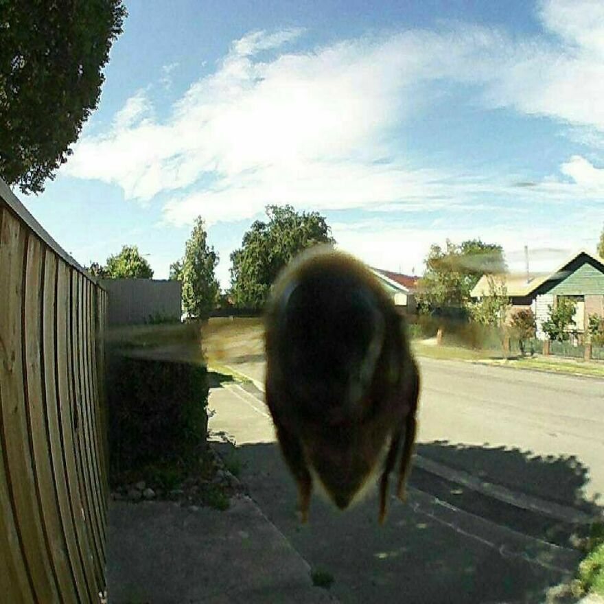 On Rare Occasions, Bees Get Confused By Doorbell Cameras And Might Attempt To Pollinate Them. After Realization, They Quickly Fly Away