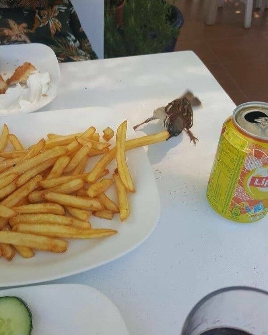 A Tiny Sparrow Bird Stealing A Fry Off A Dinner Plate In Greece
