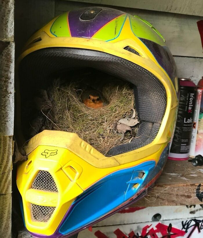 Petirrojo que ha hecho su nido dentro de un casco de motocross