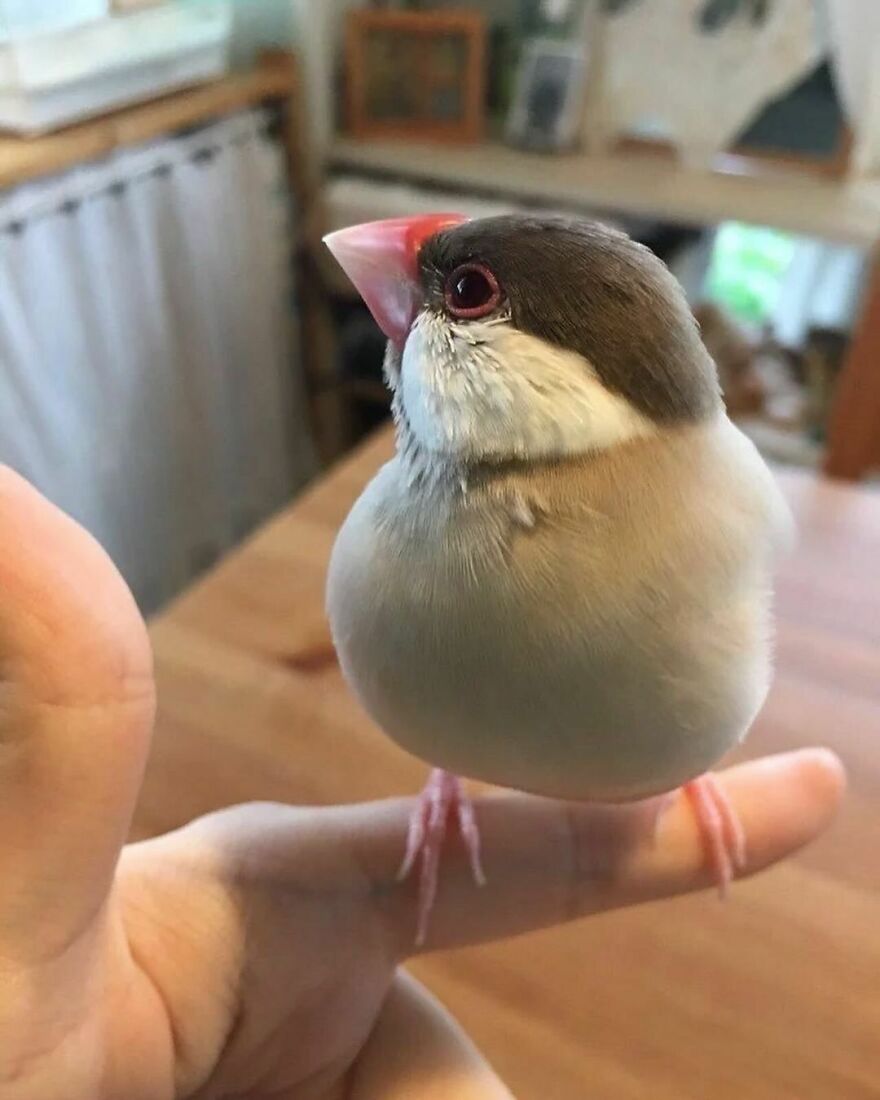 A Java Sparrow Taking A Seat