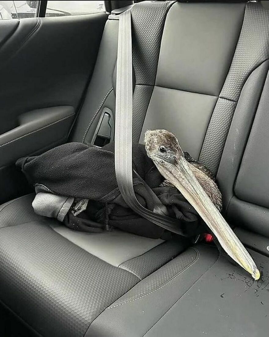 A Rescued Pelican In The Backseat