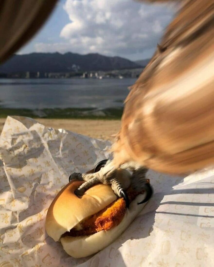 Bird Stealing A Sandwich