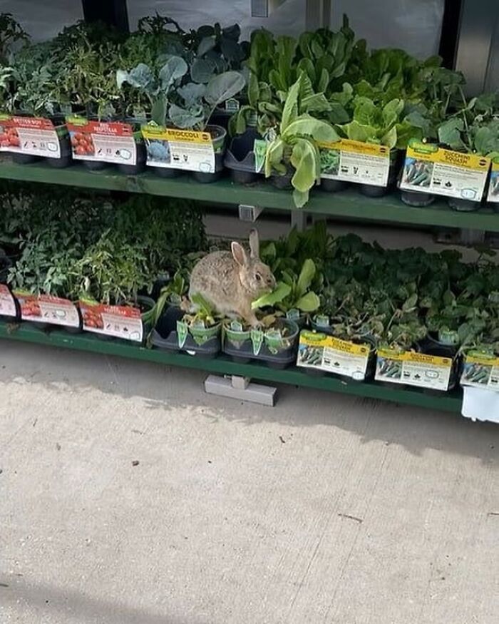 Conejo comiendo hojas en la sección de jardinería de unos grandes almacenes