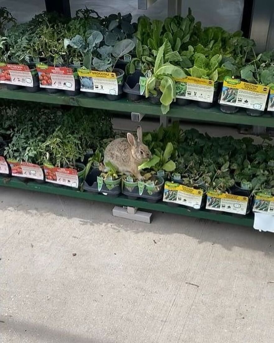 A Rabbit Munching On Leaves In The Home Depot Gardening Section