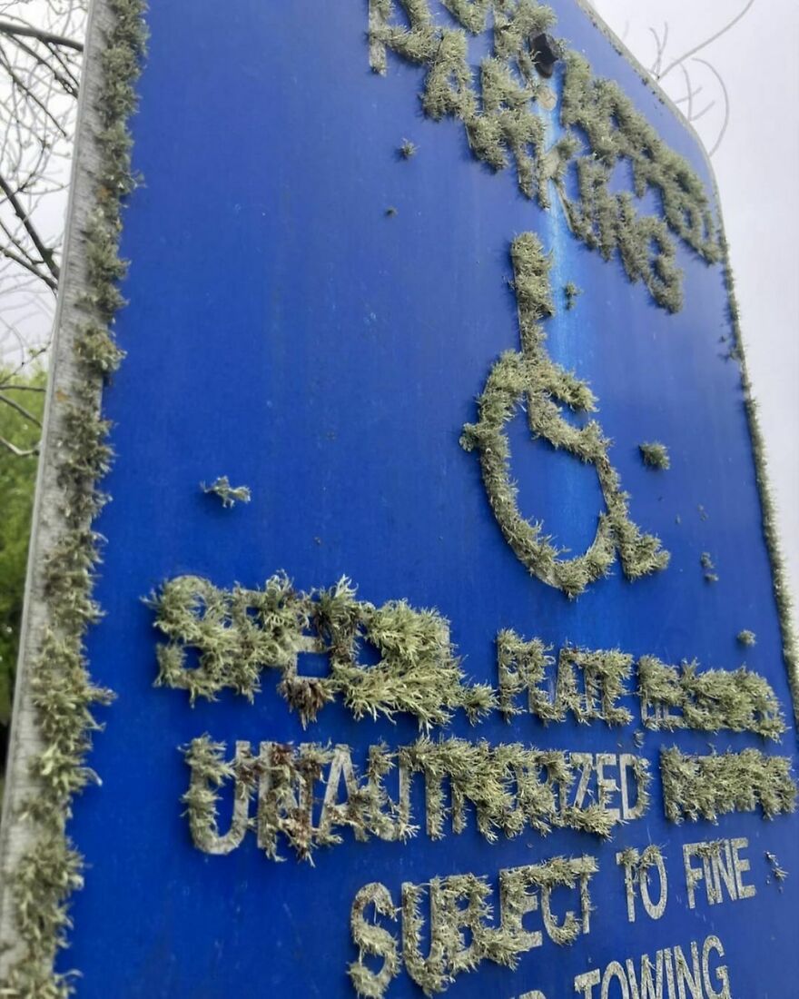 Lichen Growing On Metal Sign